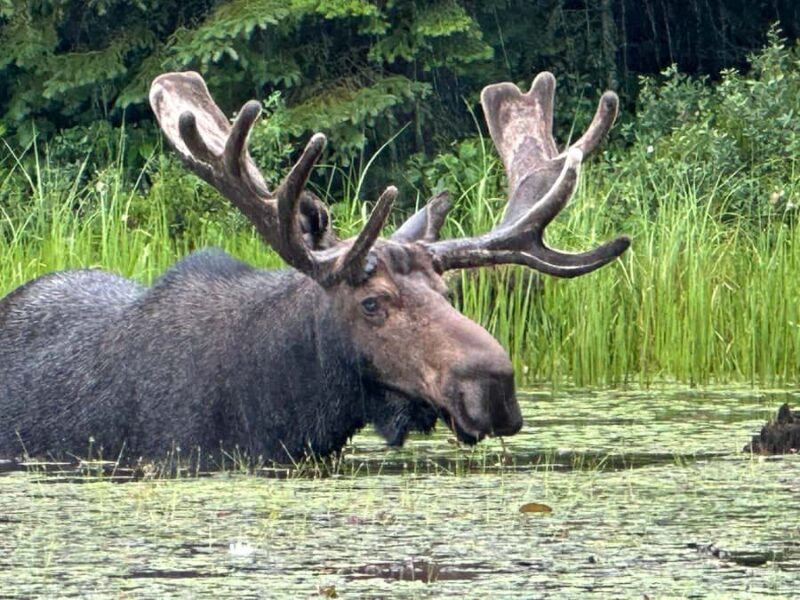 Algonquin Park: Luxury 4-Day/3-night Canoe and Camping Tour - Key Points