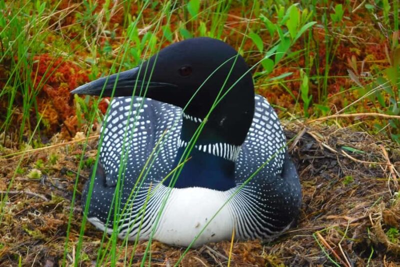 Algonquin Park: Luxury 4-Day/3-night Canoe and Camping Tour - Starting Point at Algonquin’s Canoe Lake Beach