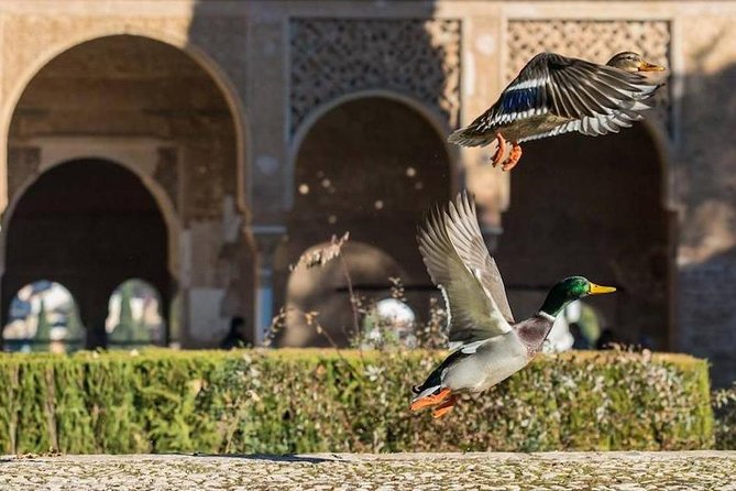 Alhambra Private/Small Group Tour & Nasrid Palaces Skip the Line - The Highlights: From the Alcazaba to the Gardens