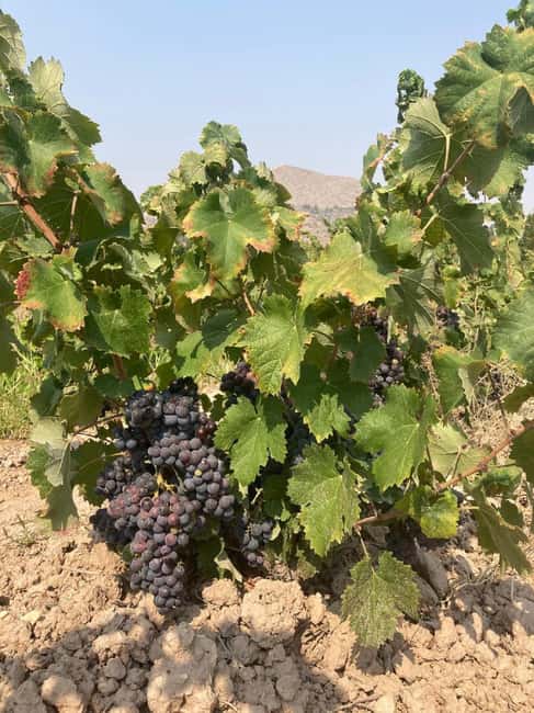 Alicante/Benidorm: Wine tasting tour,transfer,La Mola Castle - Visiting La Mola Castle and the Hilltop Church