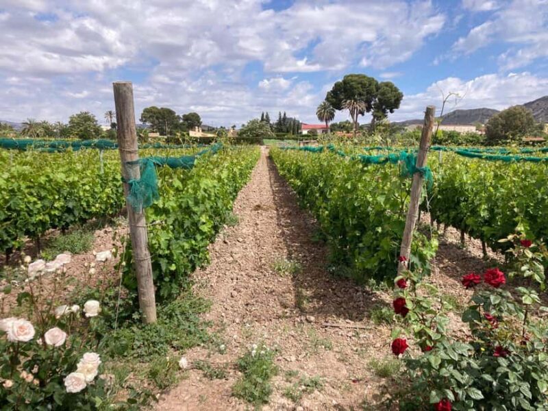 Alicante/Benidorm: Wine tasting tour,transfer,La Mola Castle - The Scenic Landscapes of Vinalopo