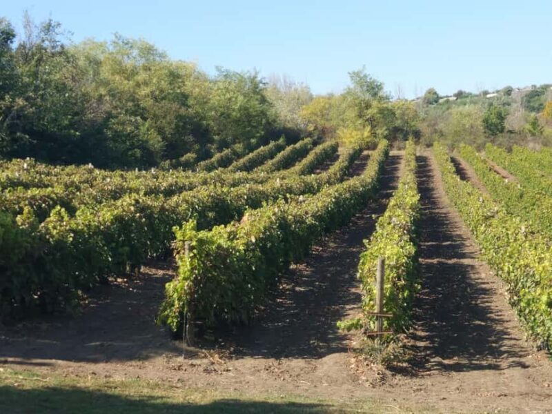 Alicante: Family Winery of Three Generations (4 testings) - Key Points