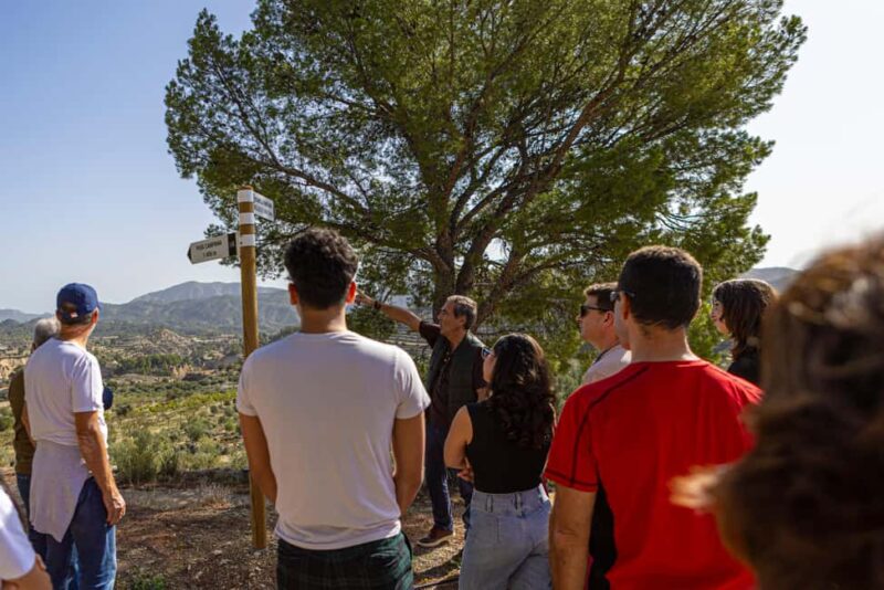 Alicante: Olive Oil Tour with Tasting and Picnic - Key Points