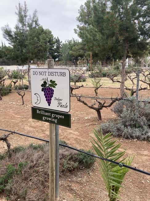 Alicante/Santa Pola -Best winery tour with tasting - Discover Alicante’s Finest Winery with Tasting and Local Tapas