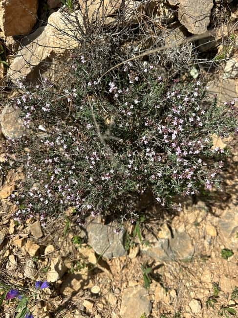 Alicante, Torrevieja Hiking Tour with Snacks - Scenic Views and Photo Opportunities Along the Trail