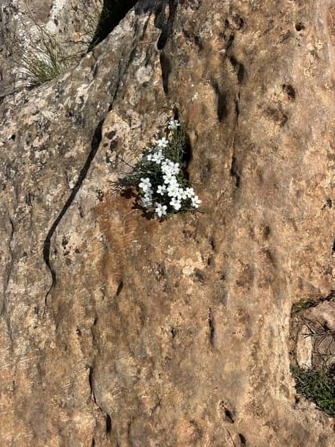 Alicante, Torrevieja Hiking Tour with Snacks - Accessibility and Physical Requirements