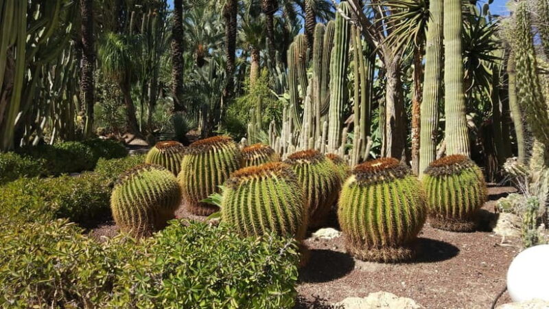 Alicante: UNESCO Heritage Palm grove + Artistic Garden Tour - Practical Details: How the Tour Runs