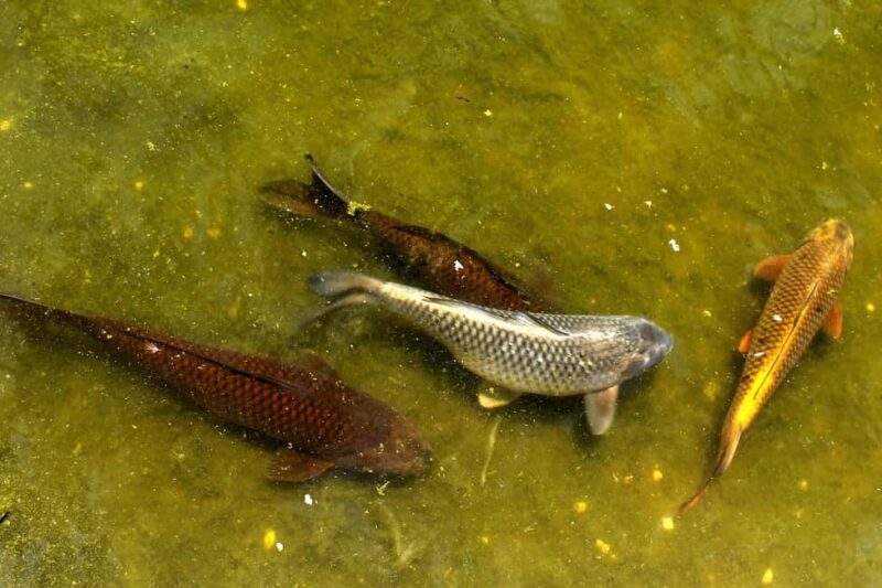 Alicante: UNESCO Heritage Palm grove + Artistic Garden Tour - Who Should Consider This Tour?