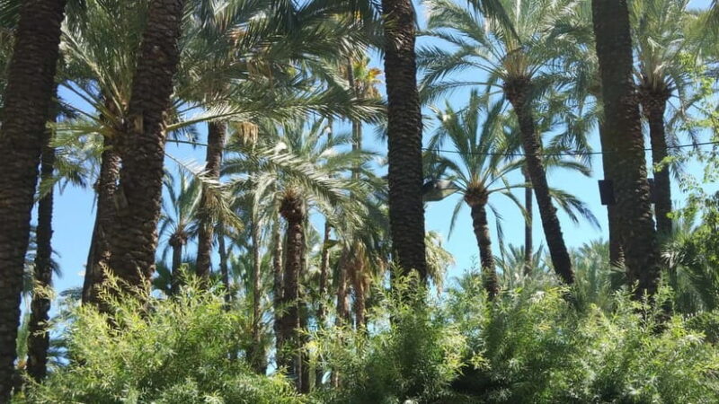 Alicante: UNESCO Heritage Palm grove + Artistic Garden Tour - Final Thoughts on Alicantes Palm Grove and Artistic Garden Tour