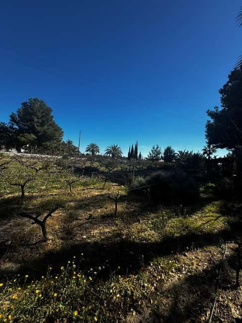 Alicante; Wine Tour, Wineries, Food, and Transfer Included - Why This Tour Is a Practical Choice for Wine Lovers