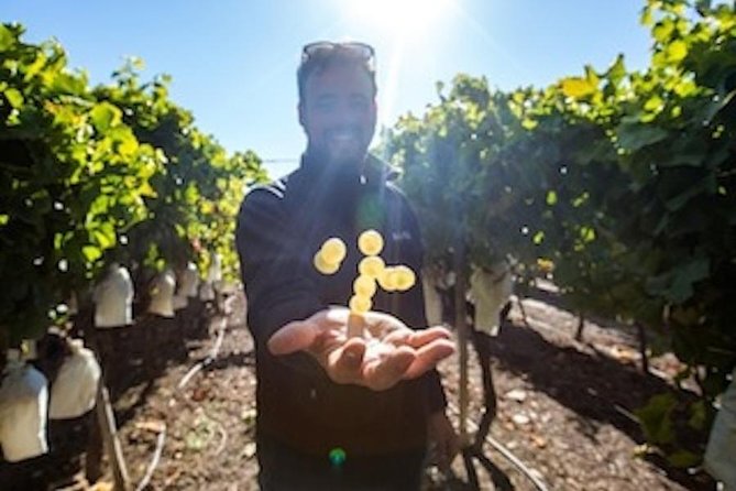 Alicante Wine Tour with Wine Tasting - Alicante Wine Tour with Wine Tasting: An Authentic Introduction to Local Wines