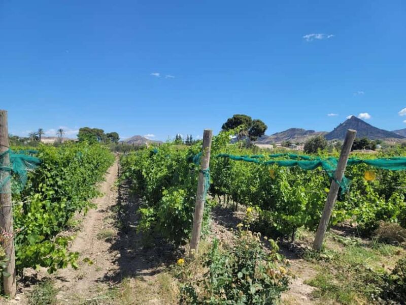 Alicante:Winery Tour+ Wine Tasting + Old castle - Practical Tips for Tour Participants