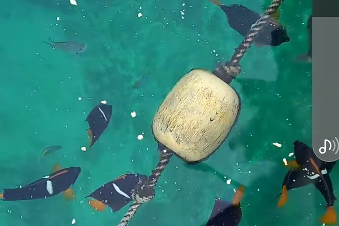 All-inclusive Colomitos cruise and Animas beach snorkeling - Scenic Sailing to Los Arcos de Mismaloya