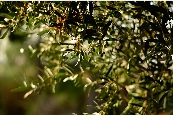 All Inclusive Pompeii, Pizza Class, Olive Oil Experience - Who Will Enjoy This Tour Most