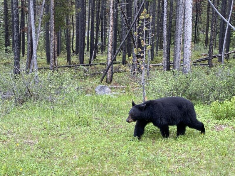 All-Inclusive Private Banff Tour with Hotel Transfer - Key Points