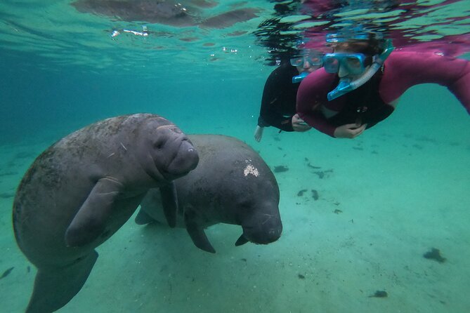 All Inclusive Private Manatee Swim - A Private and All-Inclusive Manatee Encounter in Crystal River
