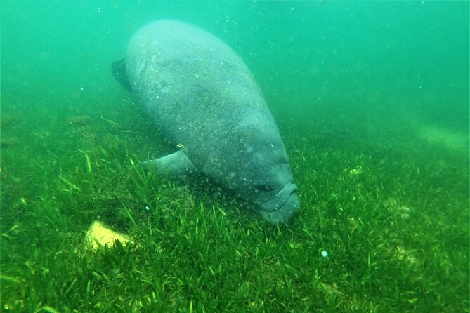 All Inclusive Private Manatee Swim - Key Points