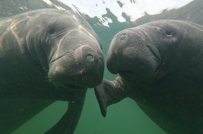 All Inclusive Private Manatee Swim - What to Expect During the Swim