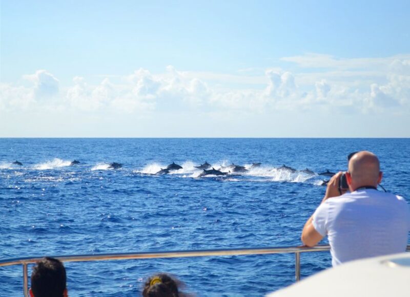 All Inclusive Whale and Dolphin Watching Luxury Tour - Key Points