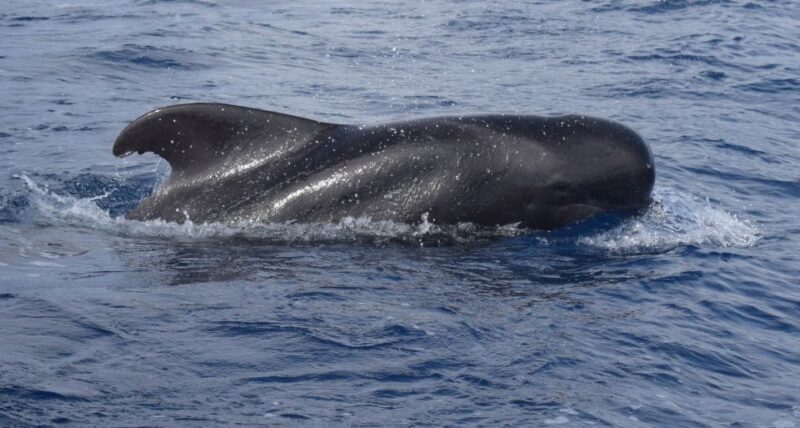 All Inclusive Whale and Dolphin Watching Luxury Tour - Madeira’s Most Luxurious Whale and Dolphin Watching Catamaran