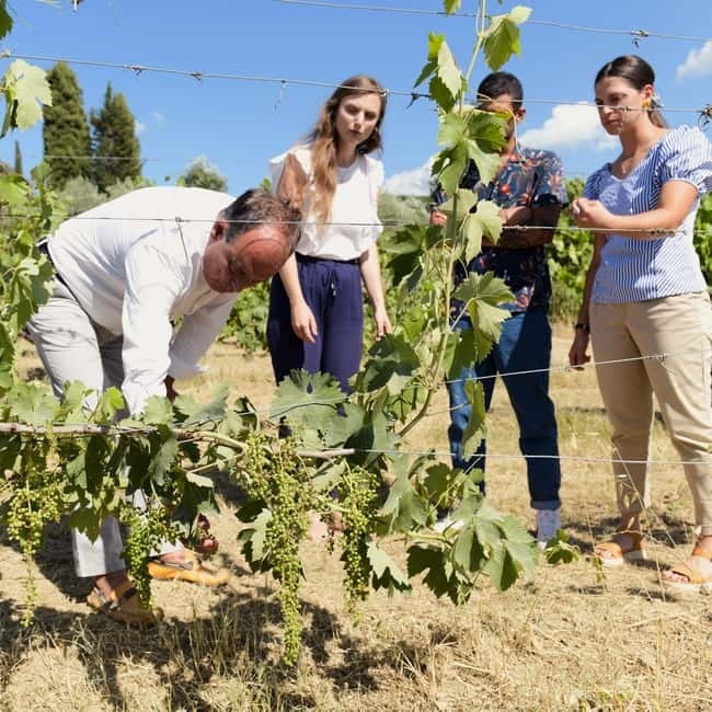 All Tuscany Wine Tour - Key Points