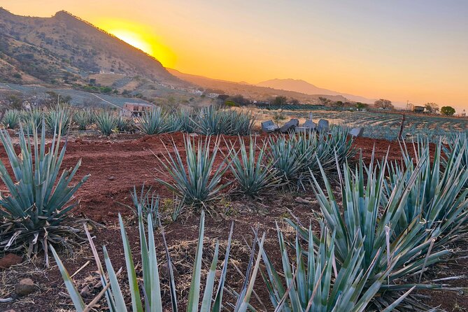 Alma Tequilera Flavors Tradition and Feast - Explore Tequila’s Heart with a Full-Day Guided Tour in Guadalajara