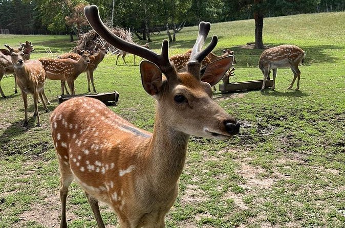 Almaty City Tour Green Bazaar Iconic City Routes and Kok Tobe - High-Quality Service and Guides