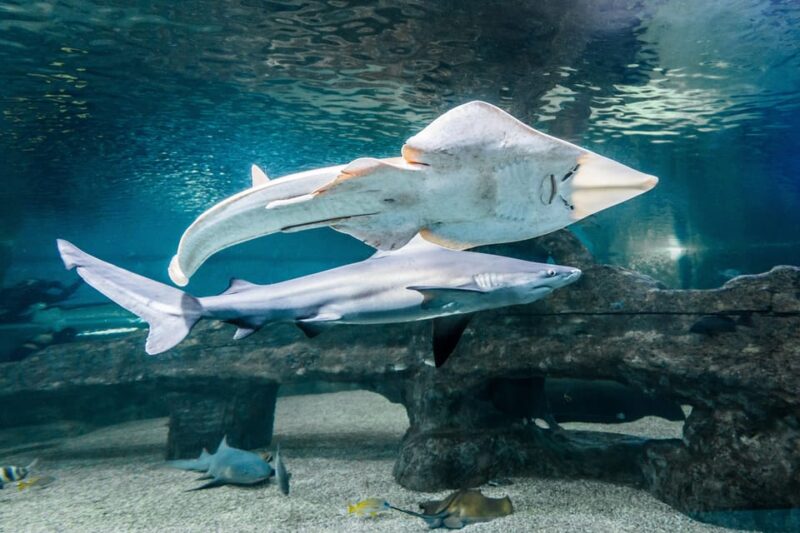 Almería: Aquarium Costa de Almería Entry Ticket - Discover the Marine World at Aquarium Costa de Almería
