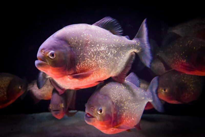 Almería: Aquarium Costa de Almería Entry Ticket - Interactive Displays and Conservation Messages