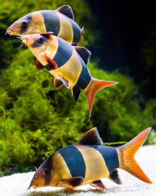 Almería: Aquarium Costa de Almería Entry Ticket - The Underwater Tunnel: Walking Through the Sea