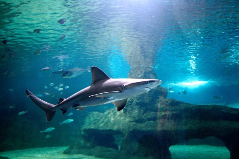 Almería: Aquarium Costa de Almería Entry Ticket - Practical Tips for Visiting the Aquarium