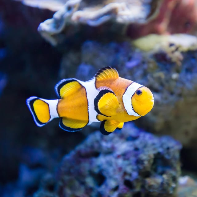 Almería: Aquarium Costa de Almería Entry Ticket - Comparing Size and Variety: What to Expect