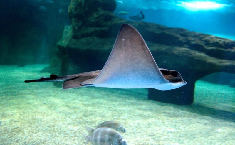 Almería: Aquarium Costa de Almería Entry Ticket - Who Should Visit the Aquarium Costa de Almería?