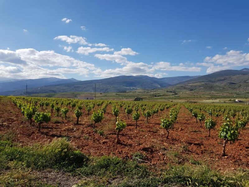 Almería: Wine tour and aperitif from La Alpujarra in Winery - The Aperitif and Tasting Experience in Detail