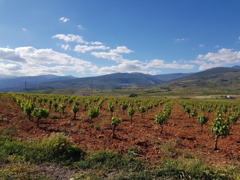 Almería: Wine tour and tasting in Organic Winery - Seasonal Display of Table Grapes from the "Parral"