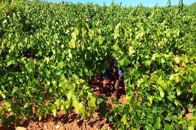 Almería Wine tour, tasting in Bio Winery and aperitif in English - Explore the Unique Almería Wine Tour at Cortijo El Cura