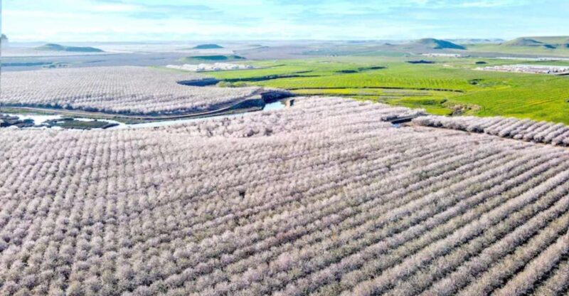 Almond Bloom Adventure: Nature's Art - Audio Driving Tour - Meet Timothy Olyphant: Authentic Narration from a Local Voice