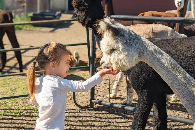 Alpaca and Llama Farm Tour - Meet the Farm’s Animal Guardians and Seasonal Inhabitants