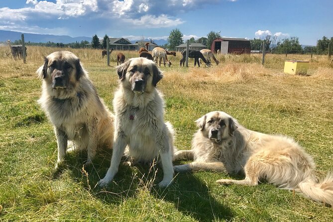 Alpaca and Llama Farm Tour - The Guide Experience: Knowledgeable and Approachable