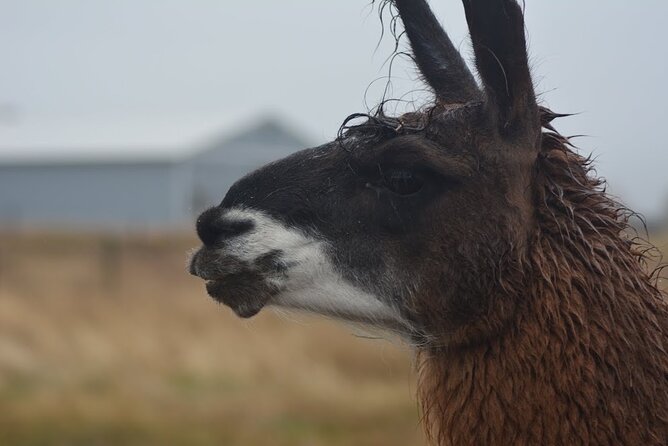 Alpaca and Llama Farm Tour - Practical Tips for Visiting the Farm