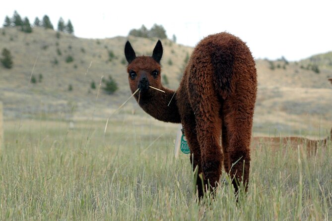 Alpaca and Llama Farm Tour - The Ideal Participant for This Tour