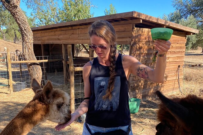 Alpaca Meet and Feed in Grândola - The Guide and Overall Experience at Mama-Adama