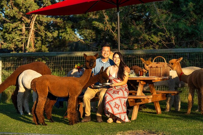 Alpaca Picnic Experience in Oregon - The Origin Story Behind the Alpaca Picnic Experience