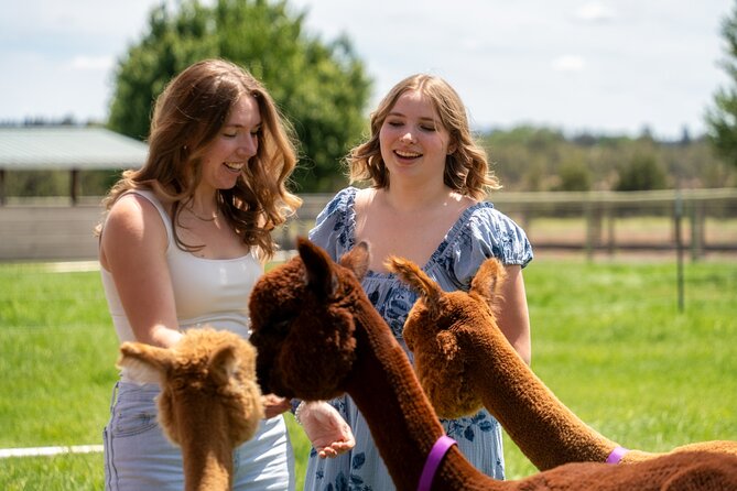 Alpaca Picnic Experience in Oregon - The Unique Picnic Setup with Friendly Alpacas