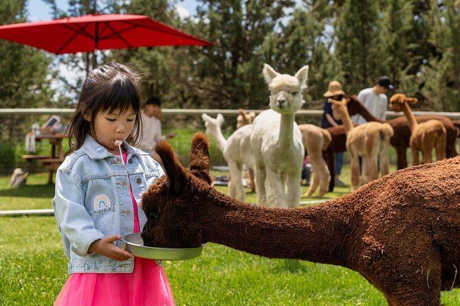 Alpaca Picnic Experience in Oregon - The Best Time for a Fluffy Alpaca Visit