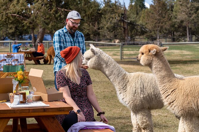 Alpaca Picnic Experience in Oregon - The Guide and Educational Insights