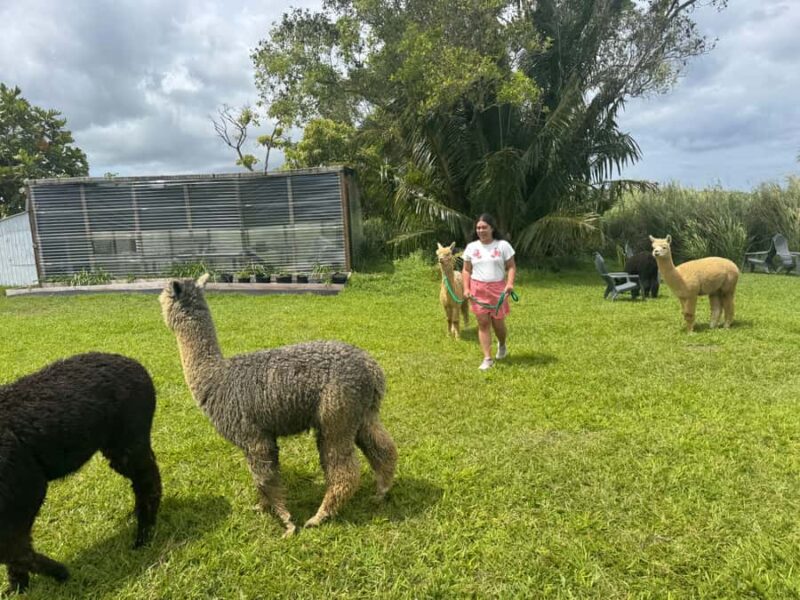 Alpaca Tour on the Road to Hana - Discover the Charm of the Alpaca Tour on Mauis Road to Hana