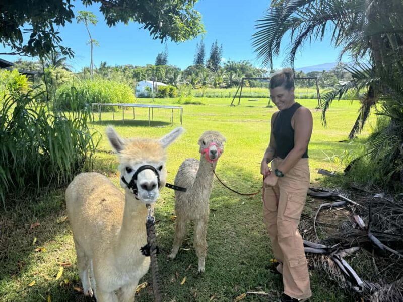 Alpaca Tour on the Road to Hana - What to Expect During the 30-Minute Tour