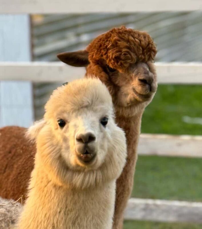 Alpaca Tour on the Road to Hana - Accessibility and Practical Tips for Visitors