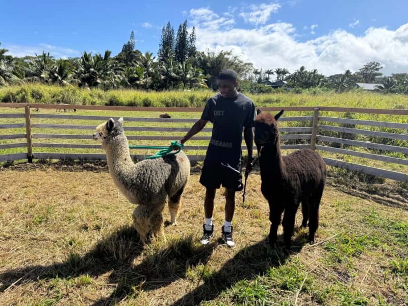 Alpaca Tour on the Road to Hana - The Significance of the Guide’s Role
